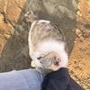 cattiee4u