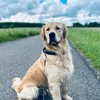 scoobythegoldenretriver