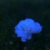 d__626xuvsr