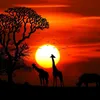 shahinsha6789