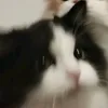 csak_miri
