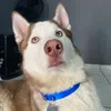 husky_duke_