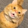 elgatocj