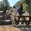 oakland_equestrians