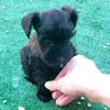 opal_the_schnauzer