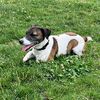 zhora_jack_russell_