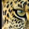 dodo_7756