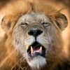 africanlion_17