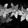 ang_0811