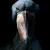 iago_bololo