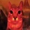 fire.1cat