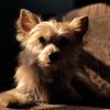 terrier_ble