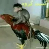 gb_zx0k