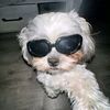 andre__.124