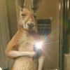 el_tilin_56