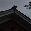 me.myself.and.my.cat