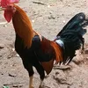 neilgalan7