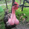 chickennugglet0