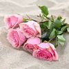 rose.de.sable55