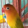 pwtospt