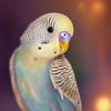 dracothebudgie