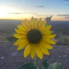 .indi.c