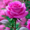 userfkbwm37qh7