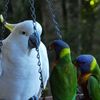 cacatua_roratus