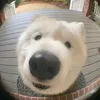 sogood_gs