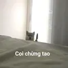 stella_vtt.186