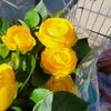 it_cristal