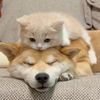 oct.pet_cute_show