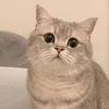 sarahjoe408