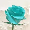 gull_256