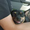 spitz.pinscher