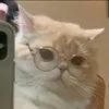 veronicabarbuta32