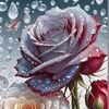 iftikharahmad9677