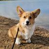 uki_le_corgi