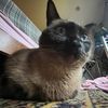 ilyoucats
