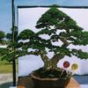 bonsai_jogjatimur