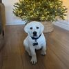bakerthewhitelab