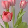 tuliptulip29581