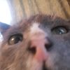 _animal_house_321