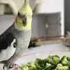 LELUSIOWO