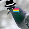 _gay_pigeon