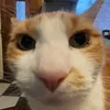nikousername0