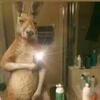 kangaroo._team