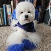 irohpoodle