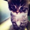 user_2468108642
