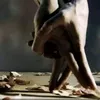 kefayatkhan715
